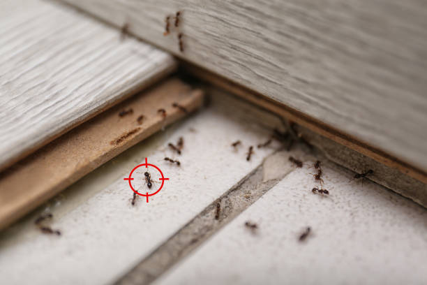 Best Spider Control Near Me  in Frostproof, FL