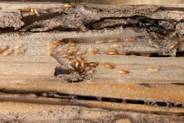 Reliable Frostproof, FL Pest Control Solutions